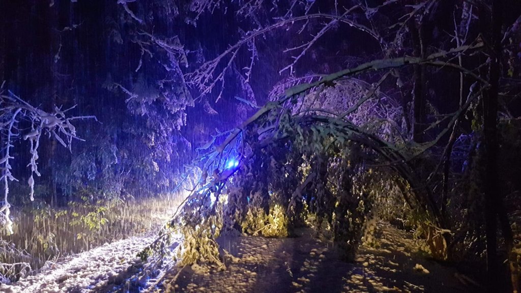 Sneg in veter podirala drevesa in električne drogove